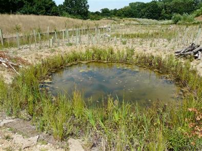 Pond creation