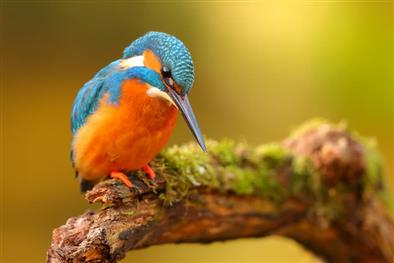 kingfisher