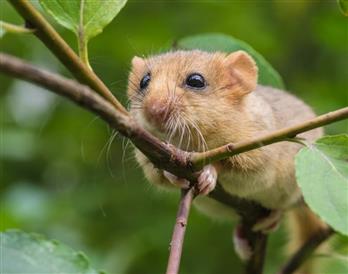 Dormouse