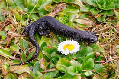 Great crested newt