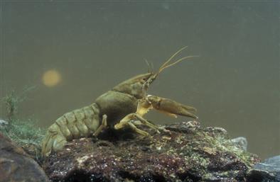 White Clawed Crayfish Survey